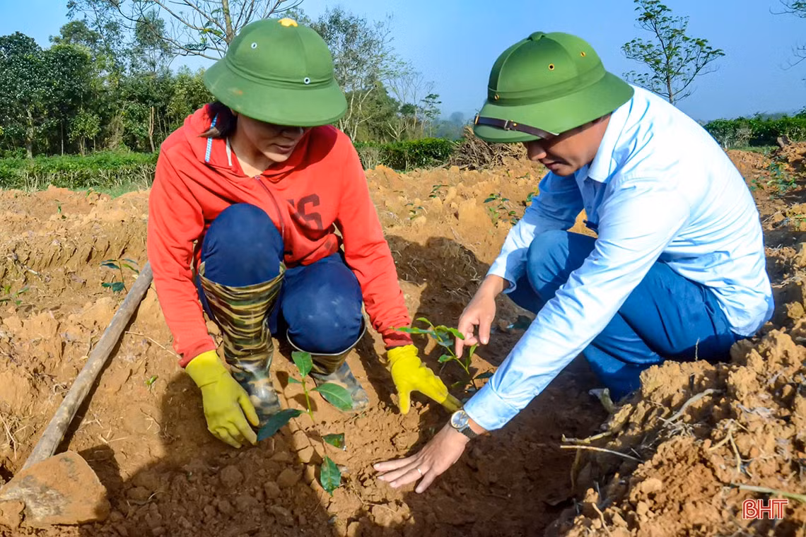 Về vùng trồng chè xanh trên đất đỏ miền thượng Kỳ Anh
