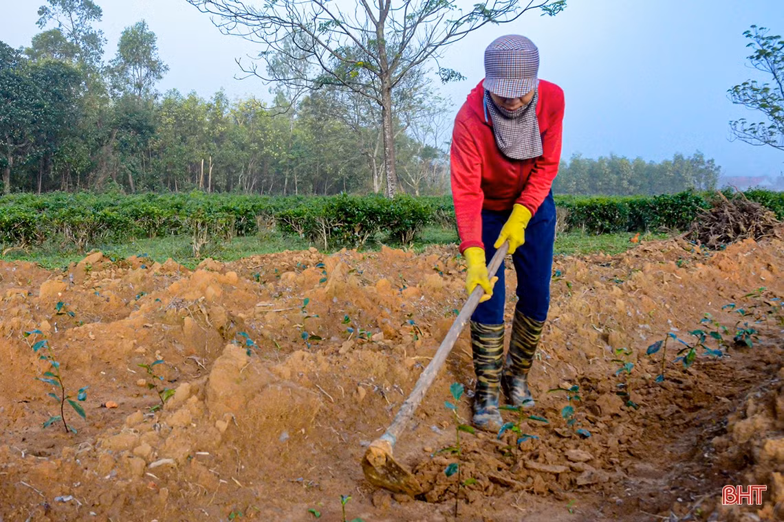 Về vùng trồng chè xanh trên đất đỏ miền thượng Kỳ Anh