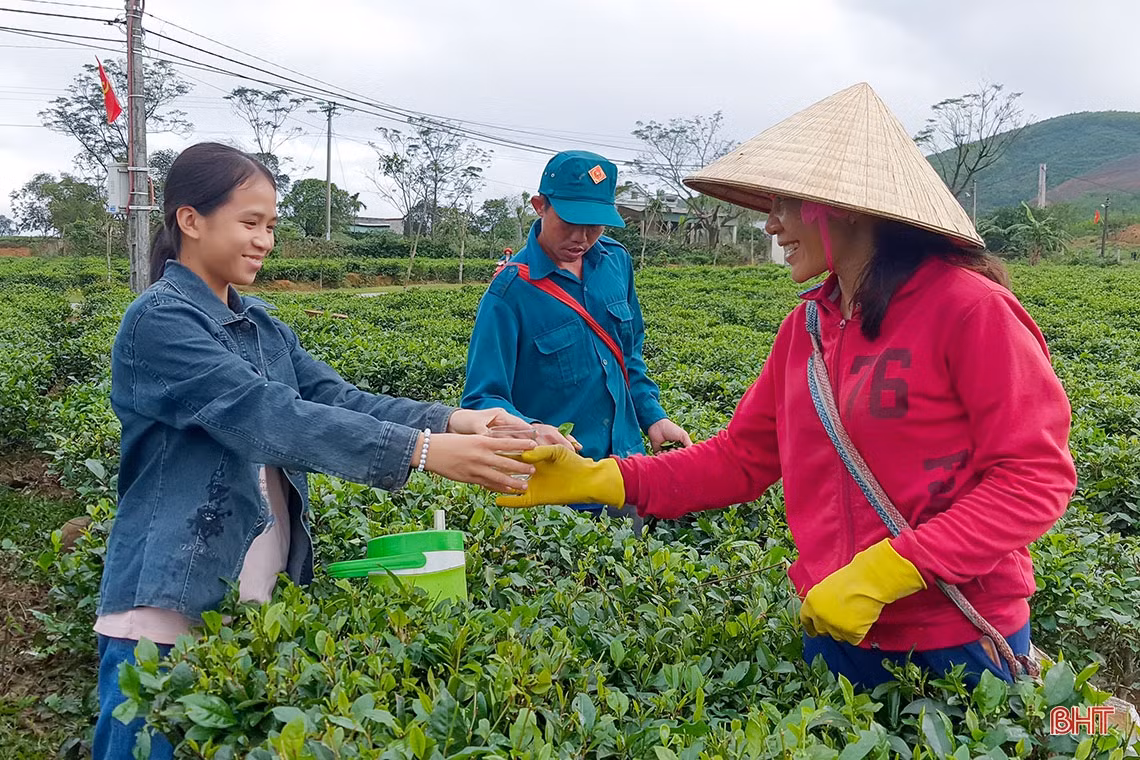 Về vùng trồng chè xanh trên đất đỏ miền thượng Kỳ Anh