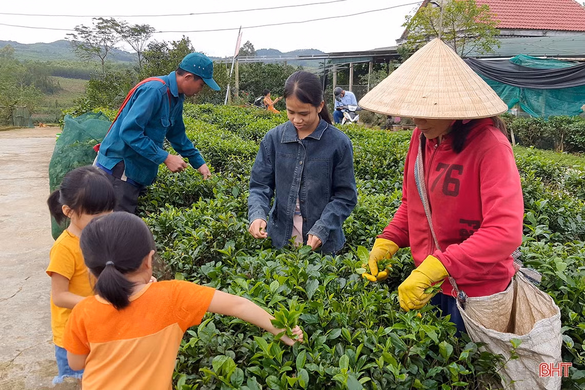 Về vùng trồng chè xanh trên đất đỏ miền thượng Kỳ Anh