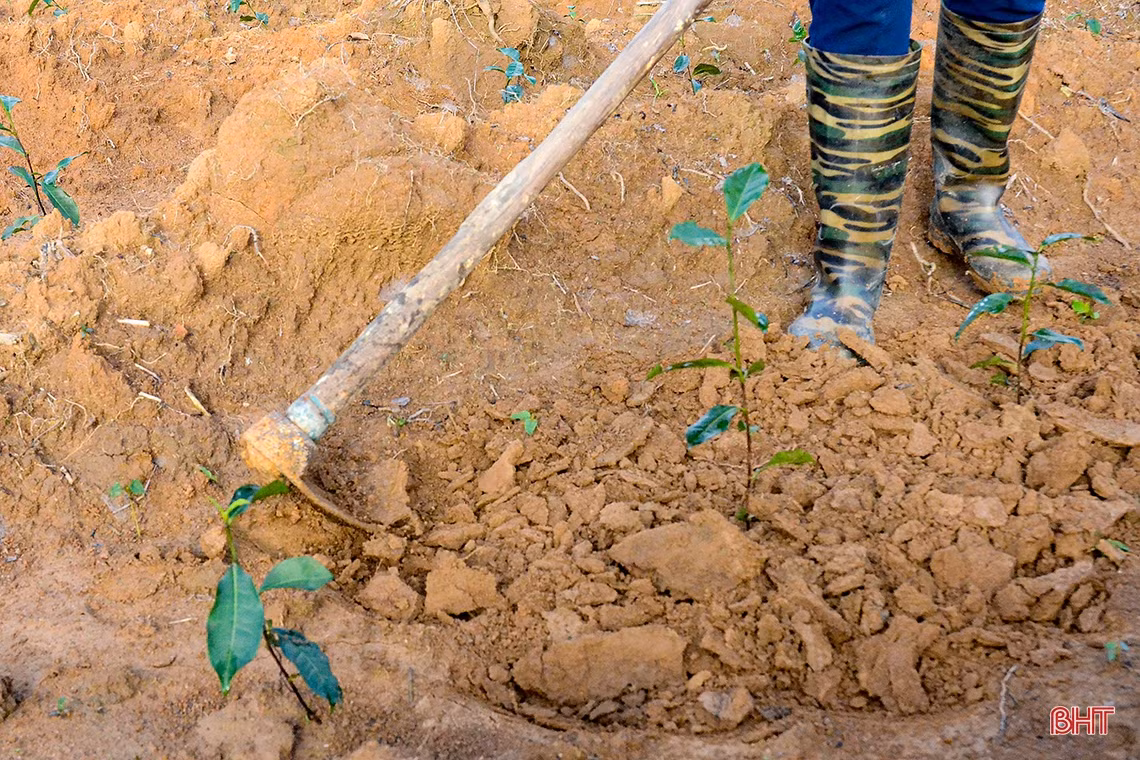 Về vùng trồng chè xanh trên đất đỏ miền thượng Kỳ Anh