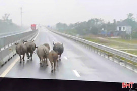 Đàn trâu chạy rông trên cao tốc Hàm Nghi – Vũng Áng 
