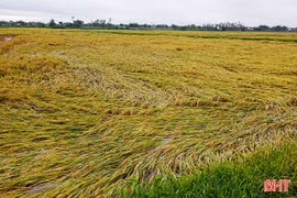 Gần 5.900 ha lúa xuân đổ, ngã do dông lốc, mưa đá đêm 3/5