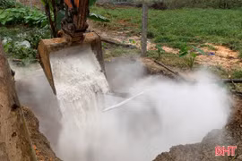 Tiêu hủy 145 con lợn nhiễm dịch tả lợn châu Phi