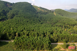 Hà Tĩnh chuyển đổi gần 18 ha rừng triển khai 2 dự án