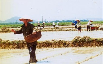 Nông dân phương Trung Lương (thị xã Hồng Lĩnh) tập trung gieo mạ vụ hè thu