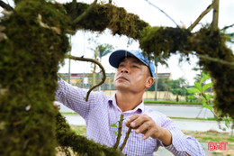 Các nhà vườn "hồi sinh" cây đào sau Tết