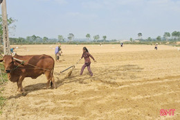Mai Hoa xuống giống hơn 16 ha ngô liên kết