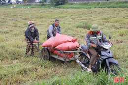 Chủ động ứng phó với mưa lớn, tập trung thu hoạch gọn lúa xuân