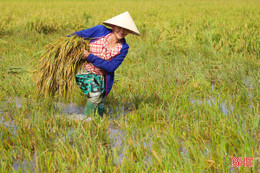 Khẩn trương thu hoạch lúa "chạy" nguy cơ mưa lớn