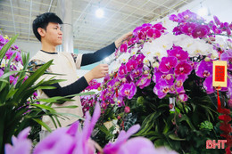 Lan hồ điệp rực rỡ "xuống phố" đón xuân