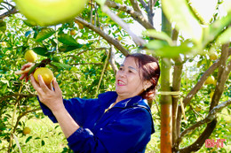 Gần 1.500 ha cây trồng ở Hà Tĩnh theo tiêu chuẩn VietGAP, hữu cơ