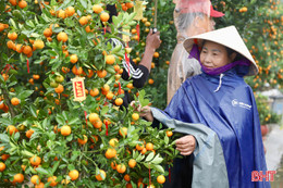 Thời tiết chuyển rét, tiểu thương kinh doanh hoa, cây cảnh "đứng ngồi không yên"