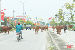 Thả rông gia súc trên đường, rình rập hiểm nguy tai nạn giao thông