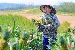 Niềm vui trên những cánh đồng dứa liên kết ở Hà Tĩnh