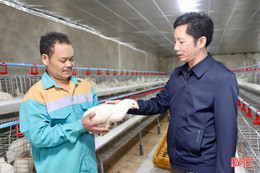 Triển vọng từ mô hình nuôi gà siêu đẻ liên kết ở xã Mai Hoa 