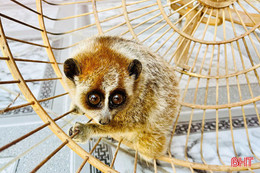 Bàn giao động vật nằm trong Sách Đỏ cho Vườn Quốc gia Vũ Quang