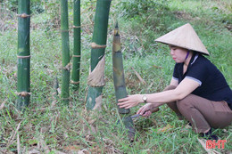 Trồng cây tre quý, nông dân Vũ Quang thu hàng trăm triệu đồng