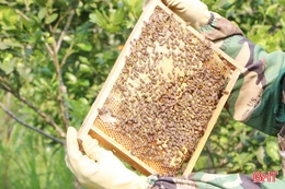 Mùa mật ong kém vui ở Vũ Quang