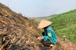 Nông dân Vũ Quang bám đồi “phủ xanh” các diện tích keo 