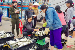 Từ ngư trường đến đồng ruộng, Hà Tĩnh bước vào cao điểm sản xuất cuối năm