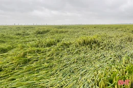 Hàng trăm ha lúa xuân bị đổ ngã do mưa lớn 