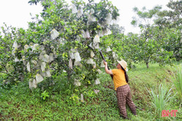 Nông dân Hà Tĩnh rốt ráo bảo vệ cây ăn quả, hoa màu trước bão số 10