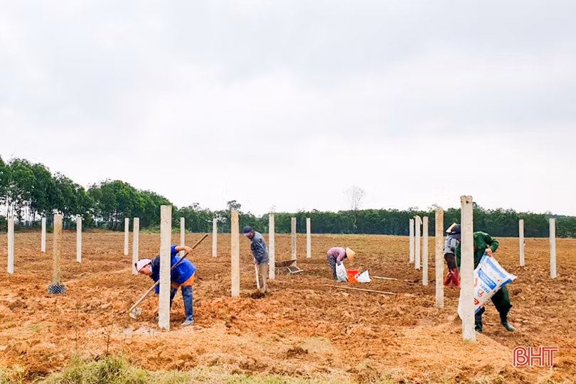 Phát triển sản xuất nông nghiệp hữu cơ ở huyện Kỳ Anh