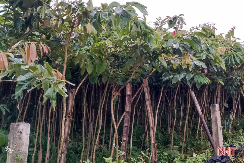 Các nhà vườn Hà Tĩnh sẵn sàng cung ứng cây xanh phục vụ tết trồng cây