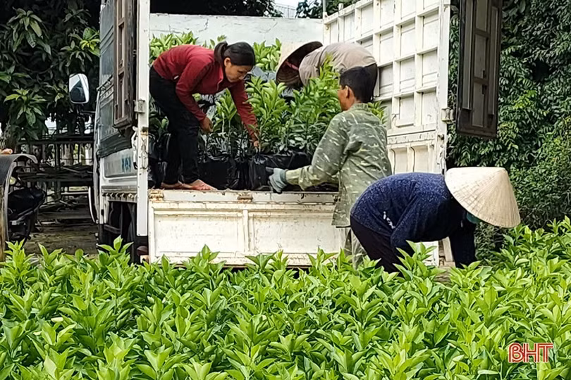 Các nhà vườn Hà Tĩnh sẵn sàng cung ứng cây xanh phục vụ tết trồng cây