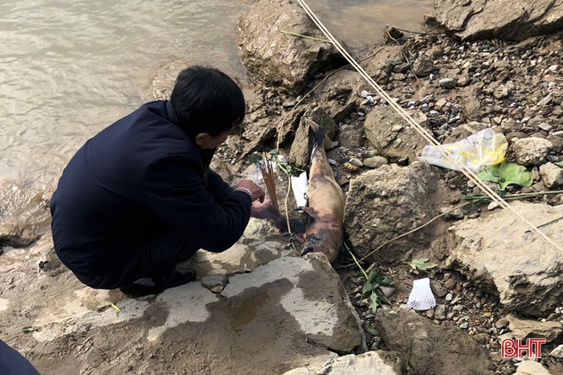 Xác cá voi trôi dạt vào bờ sông Lam ở Nghi Xuân