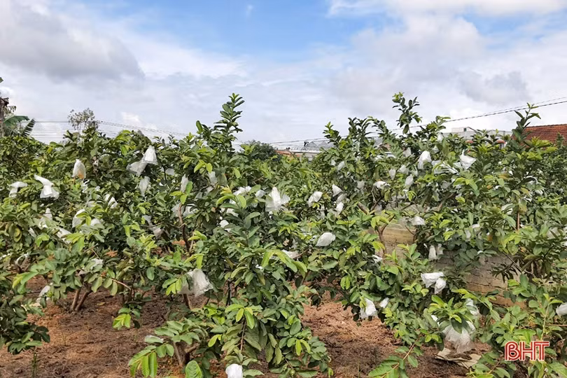 Phát triển sản xuất nông nghiệp hữu cơ ở huyện Kỳ Anh