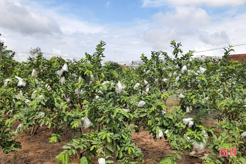 Phát triển sản xuất nông nghiệp hữu cơ ở huyện Kỳ Anh ảnh 5 Phát triển sản xuất nông nghiệp hữu cơ ở huyện Kỳ Anh