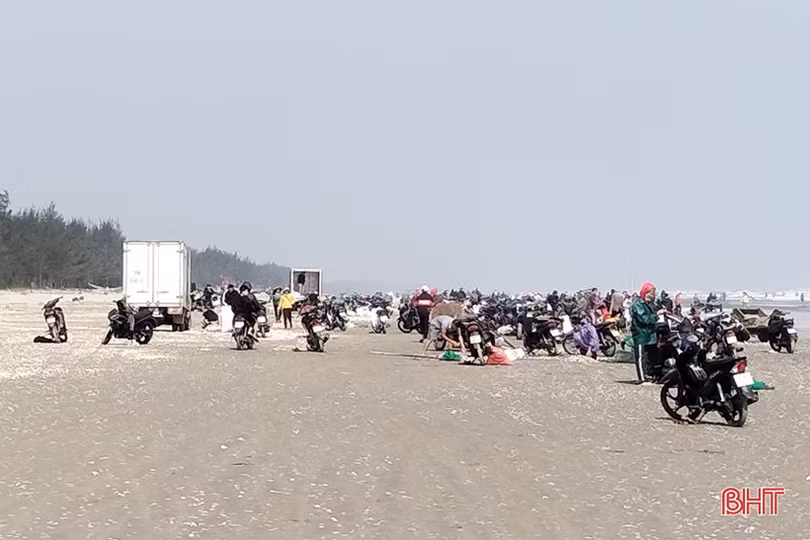 Ngư dân Lộc Hà phấn khởi cào “lộc biển”, thu tiền triệu đầu năm