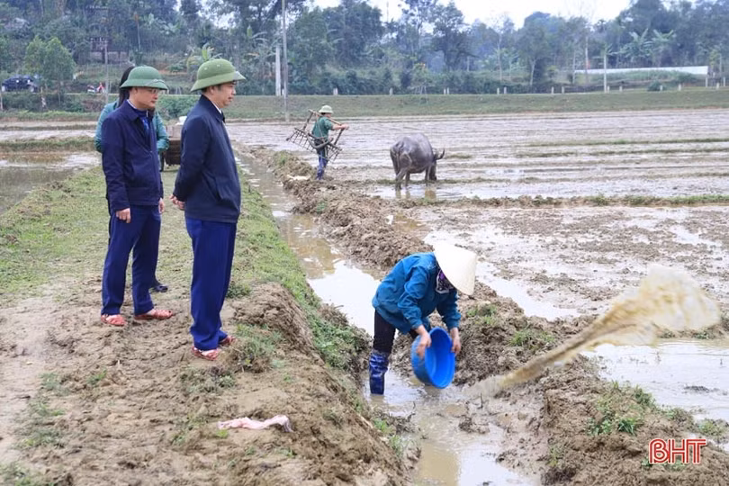 Hương Sơn gieo cấy gần 1.000ha lúa xuân