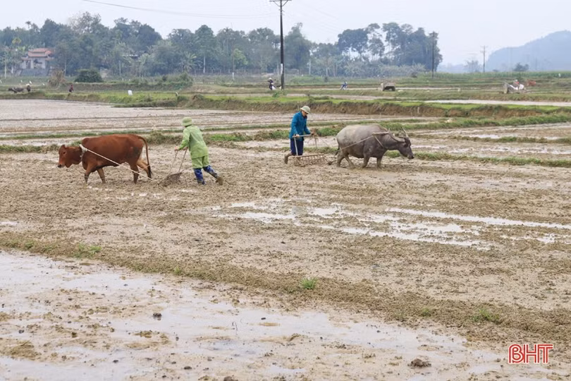 Người dân các huyện miền núi Hà Tĩnh tập trung “khép kín” diện tích vụ xuân