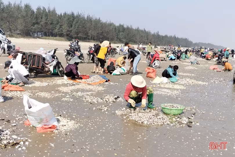 Ngư dân Lộc Hà phấn khởi cào “lộc biển”, thu tiền triệu đầu năm