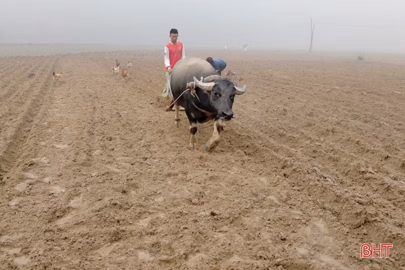 Người dân các huyện miền núi Hà Tĩnh tập trung “khép kín” diện tích vụ xuân