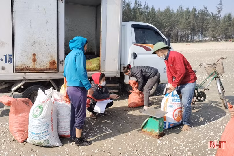 Ngư dân Lộc Hà phấn khởi cào “lộc biển”, thu tiền triệu đầu năm