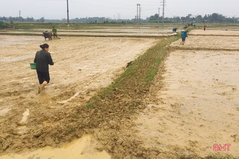 Người dân các huyện miền núi Hà Tĩnh tập trung “khép kín” diện tích vụ xuân