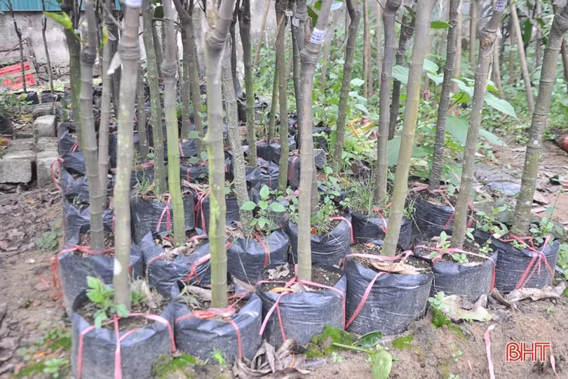 Các nhà vườn Hà Tĩnh sẵn sàng cung ứng cây xanh phục vụ tết trồng cây