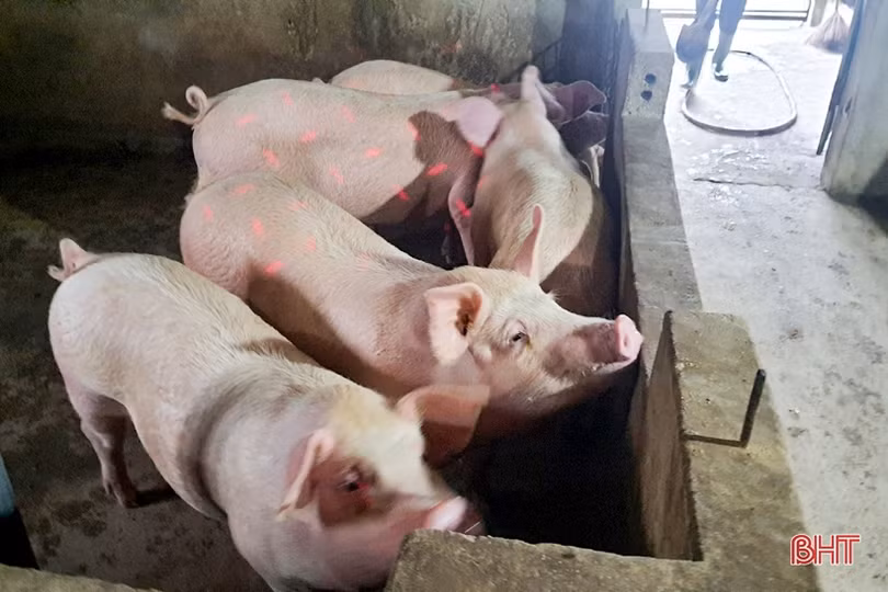 Phát triển sản xuất nông nghiệp hữu cơ ở huyện Kỳ Anh