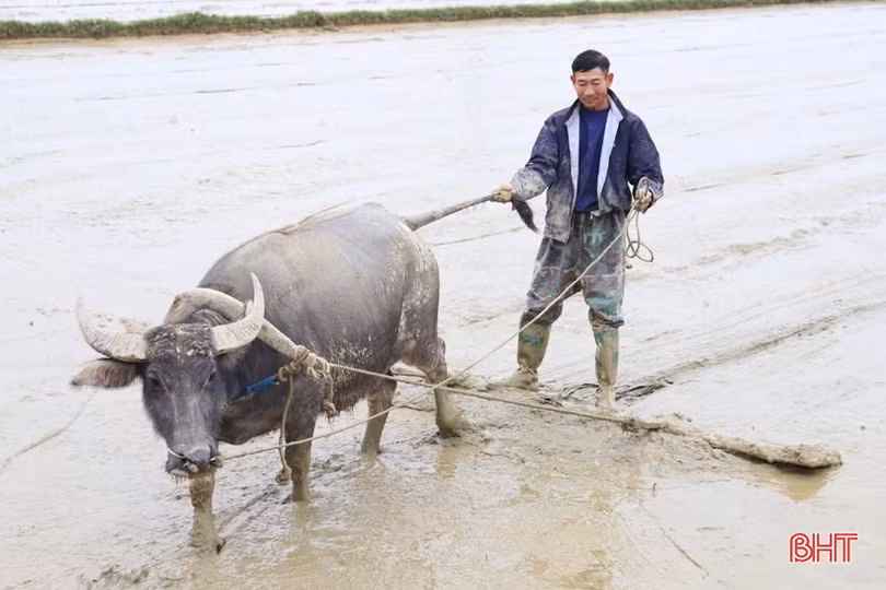 Hương Sơn gieo cấy gần 1.000ha lúa xuân