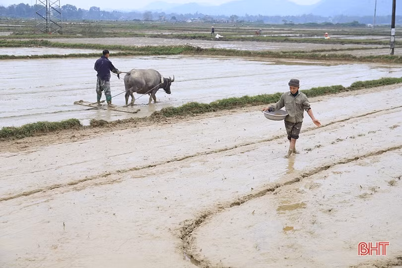 Nông dân Hà Tĩnh xuống đồng sản xuất đầu năm mới