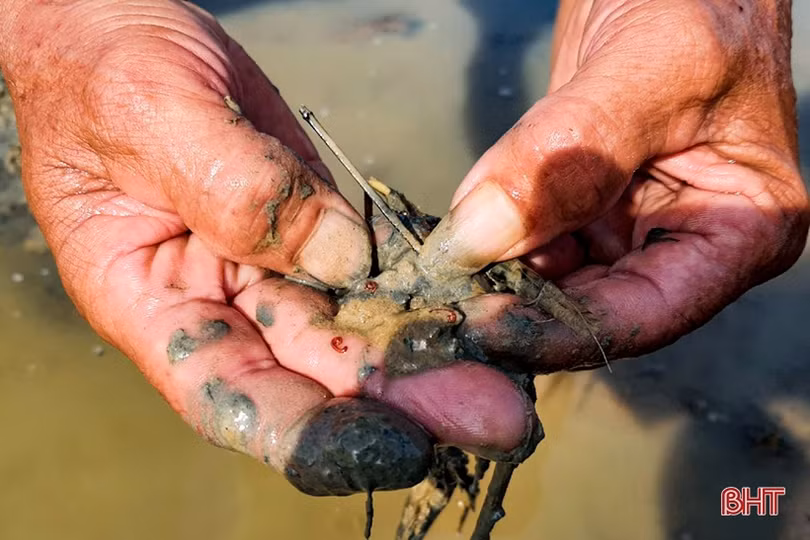 Phát triển sản xuất nông nghiệp hữu cơ ở huyện Kỳ Anh