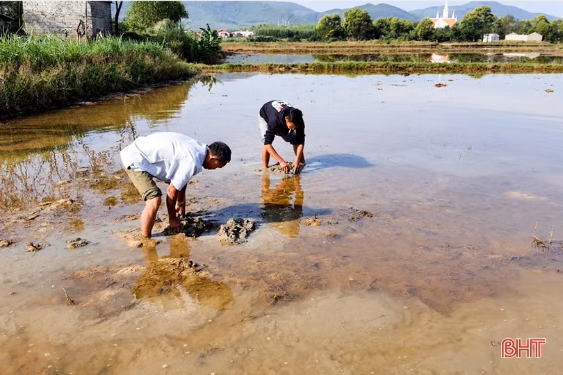Phát triển sản xuất nông nghiệp hữu cơ ở huyện Kỳ Anh