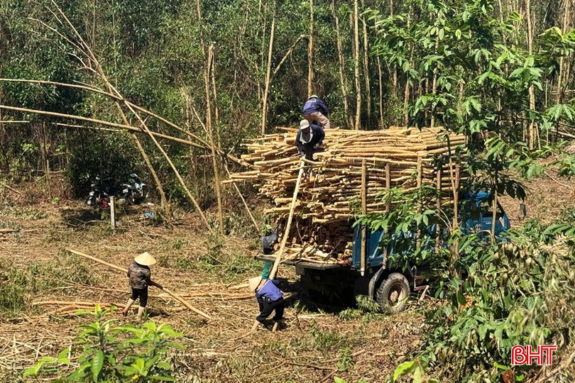 Người dân thôn Mỹ Sơn (Cẩm Duệ) xuất bán keo bị hư hại sau bão. bqbht_br_cam-due-2-copy.jpg