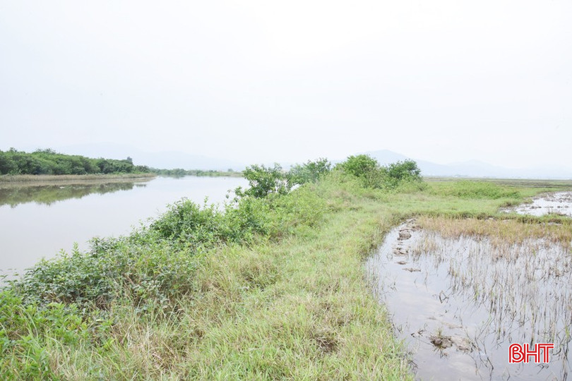 Đoạn đê đất ngăn mặn qua xã Kỳ Ninh đã bị xuống cấp, bào mòn, có những đoạn chỉ cao hơn mặt ruộng 10 cm, cao hơn mực nước sông 30 cm (Trong ảnh: Đoạn đê qua thôn Tân Thành). bqbht_br_dsc-2736-copy.jpg