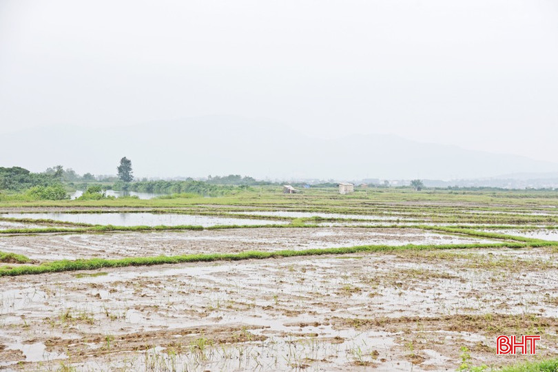 Đồng ruộng thôn Tân Thành sản xuất không đảm bảo thời vụ, hiệu quả không cao vì đê không đảm bảo, thường xuyên bị nước mặn xâm nhập. bqbht_br_dsc-2724-copy.jpg