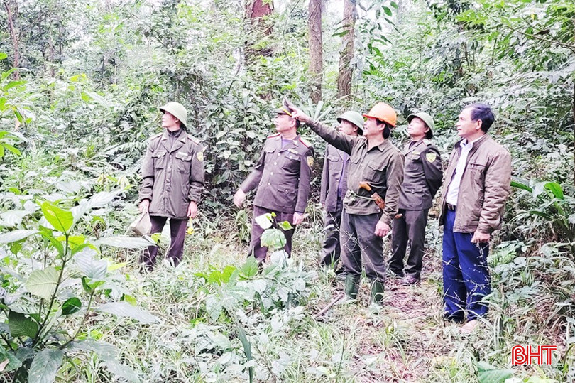 Lực lượng Kiểm lâm Hương Sơn, chủ rừng và các lực lượng chức năng kiểm tra BVR tại gốc. bqbht_br_20230102-143753-copy.jpg